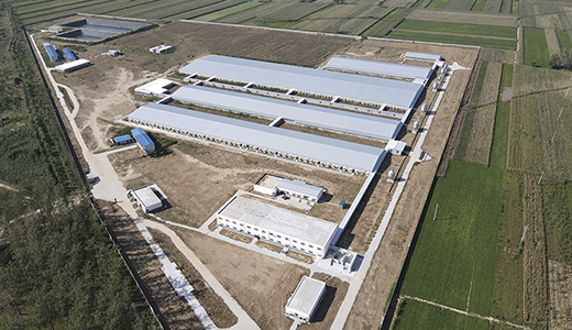 河南民权杨西6000种猪场